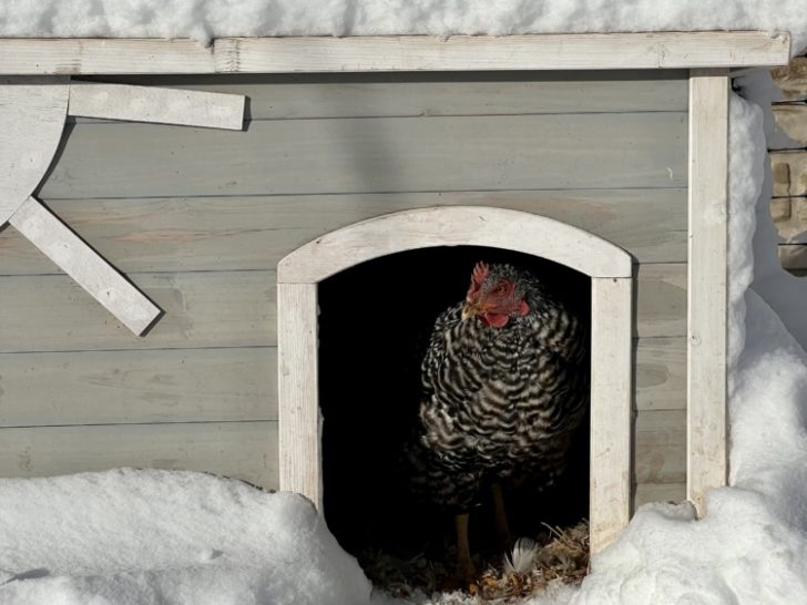 A Beginner’s Guide to Raising Backyard Chickens