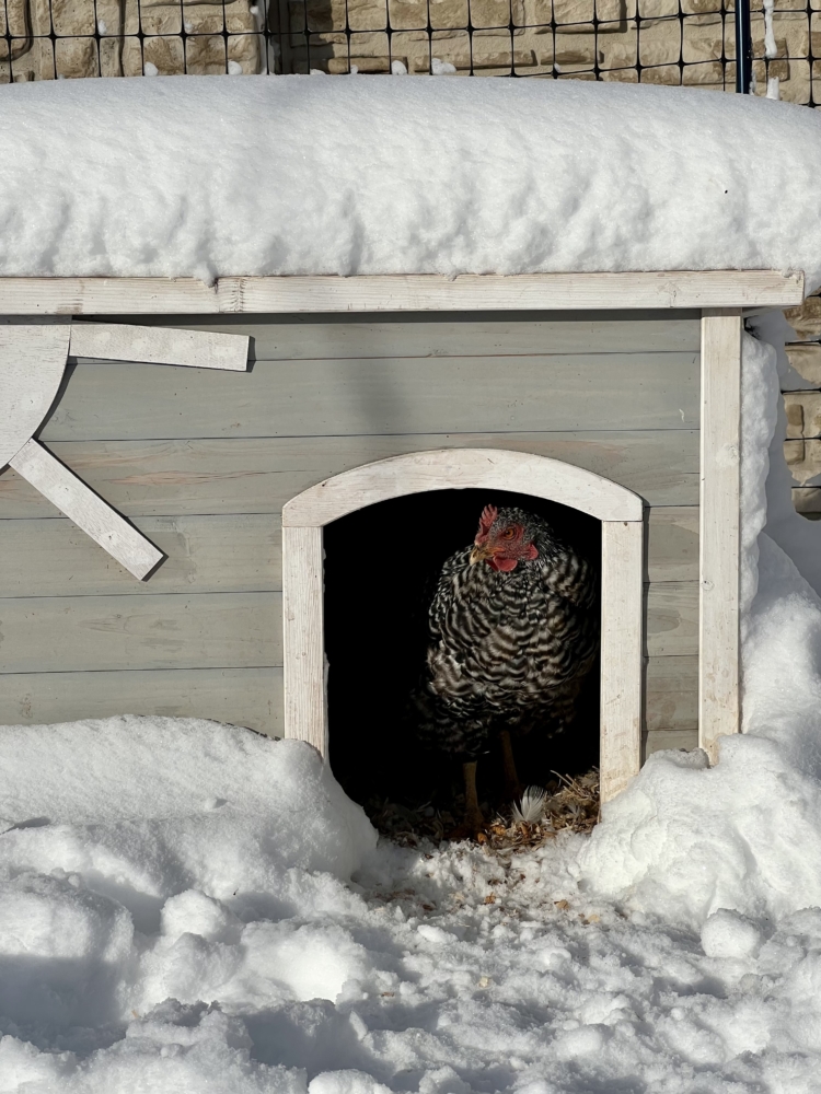 A Beginner’s Guide to Raising Backyard Chickens