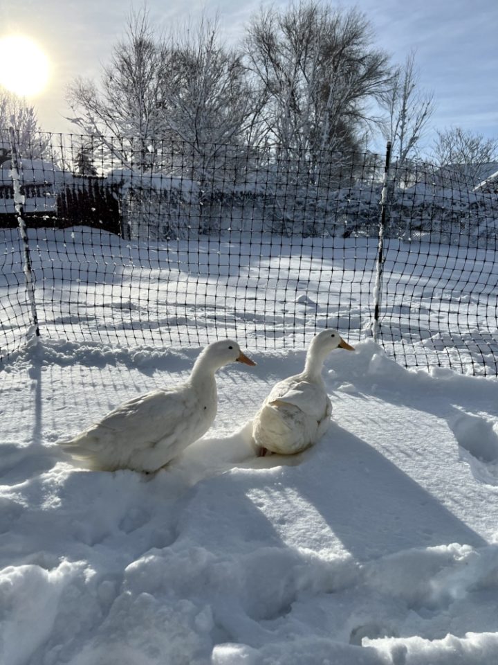 Curated visual reference: Raising Backyard Ducks A Beginner S Guide Photo Inspiration