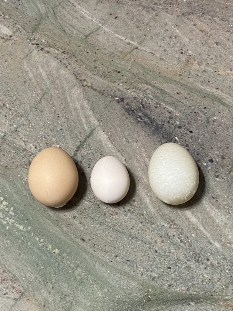 chicken eggs vs duck eggs