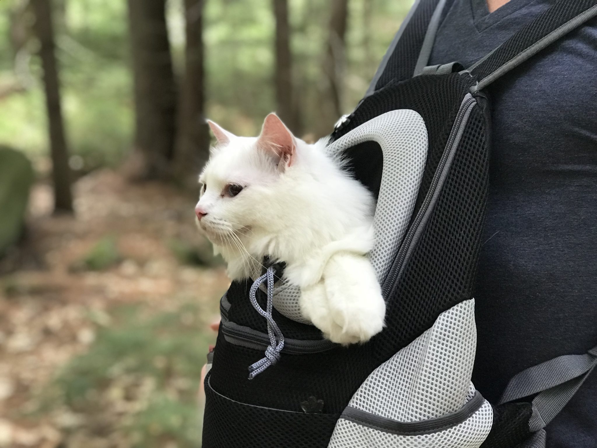 Best Cat Carriers for Travel Meows & Friends