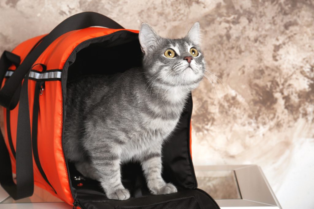 Best Cat Carriers for Travel Meows & Friends