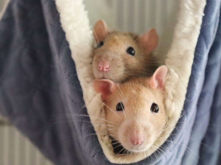 Best Toys for Pet Rats: What Rats Play With?