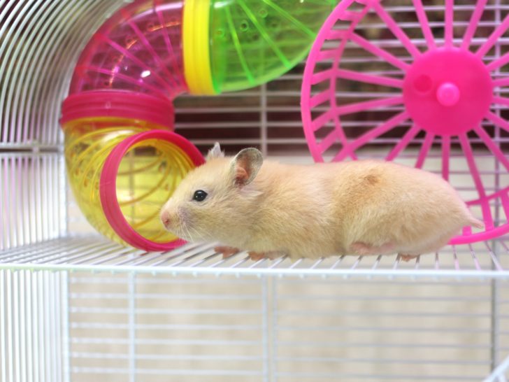 Best Cages for Hamsters