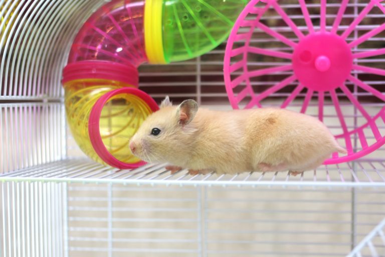 Best Cages for Hamsters