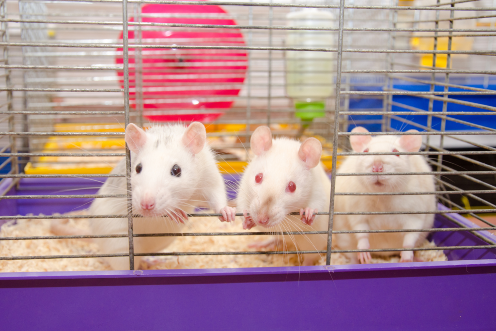 Best Rat Cages You Can Find Online Meows & Friends