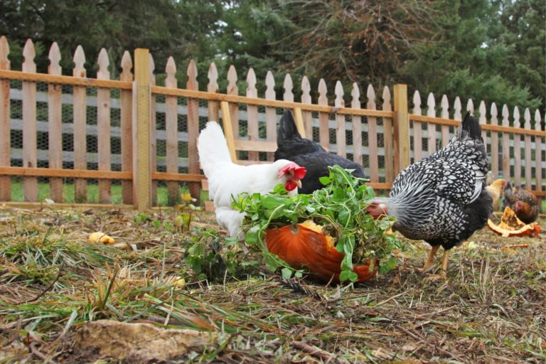 Best Toys for Chickens