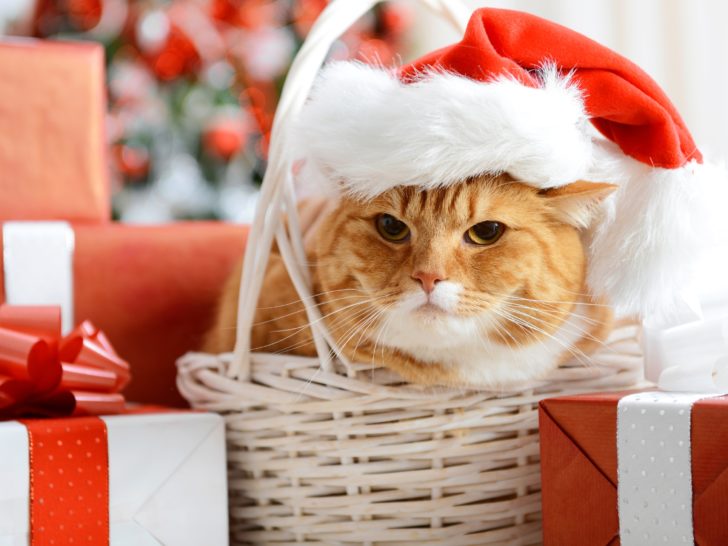 Best Gifts for Cats: Stocking Stuffers