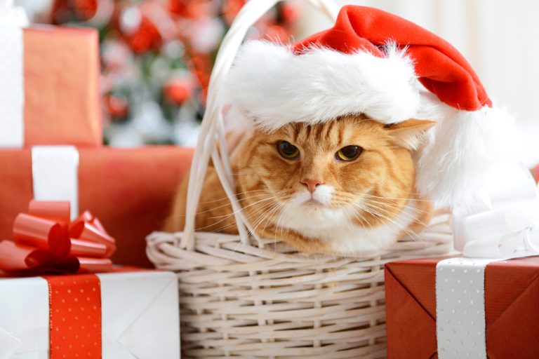 Best Gifts for Cats: Stocking Stuffers