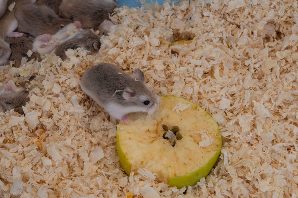 Types of Hamster Breeds and Differences in Care - Meows & Friends
