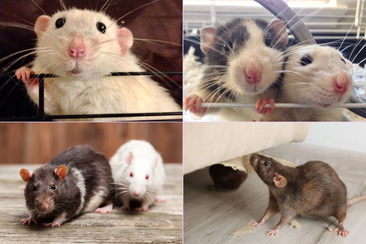 Top Pet Rat Breeds - How to Choose the Best Pet for You - Meows & Friends