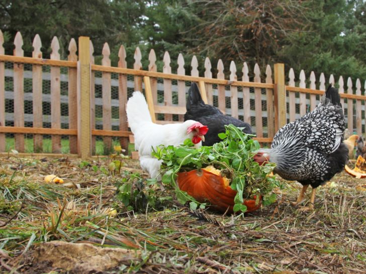 Best Chicken Treats (and What Not to Feed Chickens!)