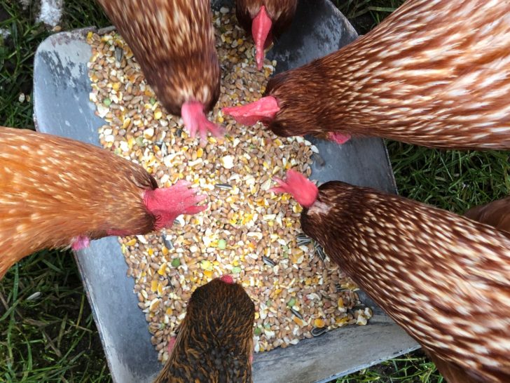 Why Chickens Should Get Treats? And Fun Ways to Give Them!