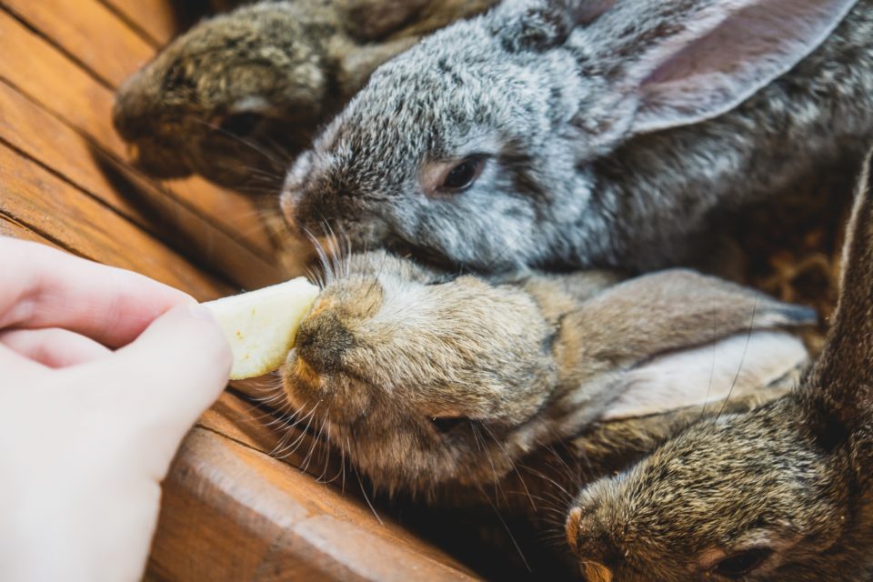 How to Give Your Rabbits Treats (And Best Rabbit Treats!) - Meows & Friends