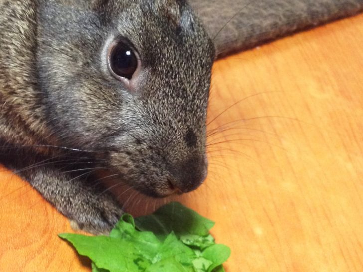How to Give Your Rabbits Treats (And Best Rabbit Treats!)