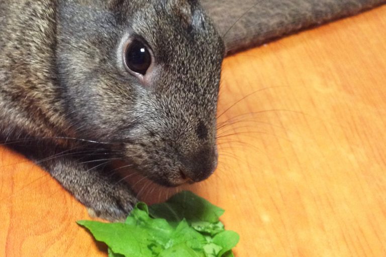 How to Give Your Rabbits Treats (And Best Rabbit Treats!)