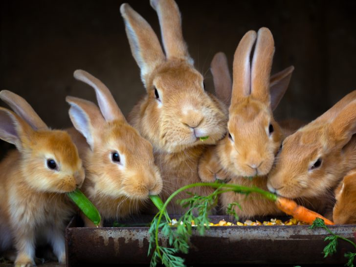 Healthy Rabbit Diets – What Can’t Rabbits Eat, and Why?