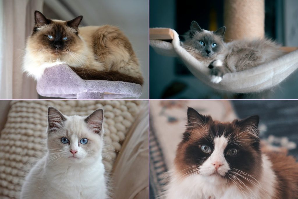 Different fur colors of Ragdoll cats