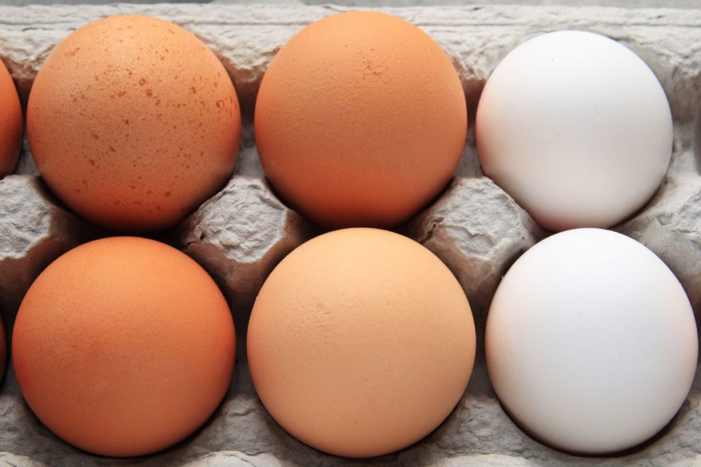 brown eggs vs white eggs