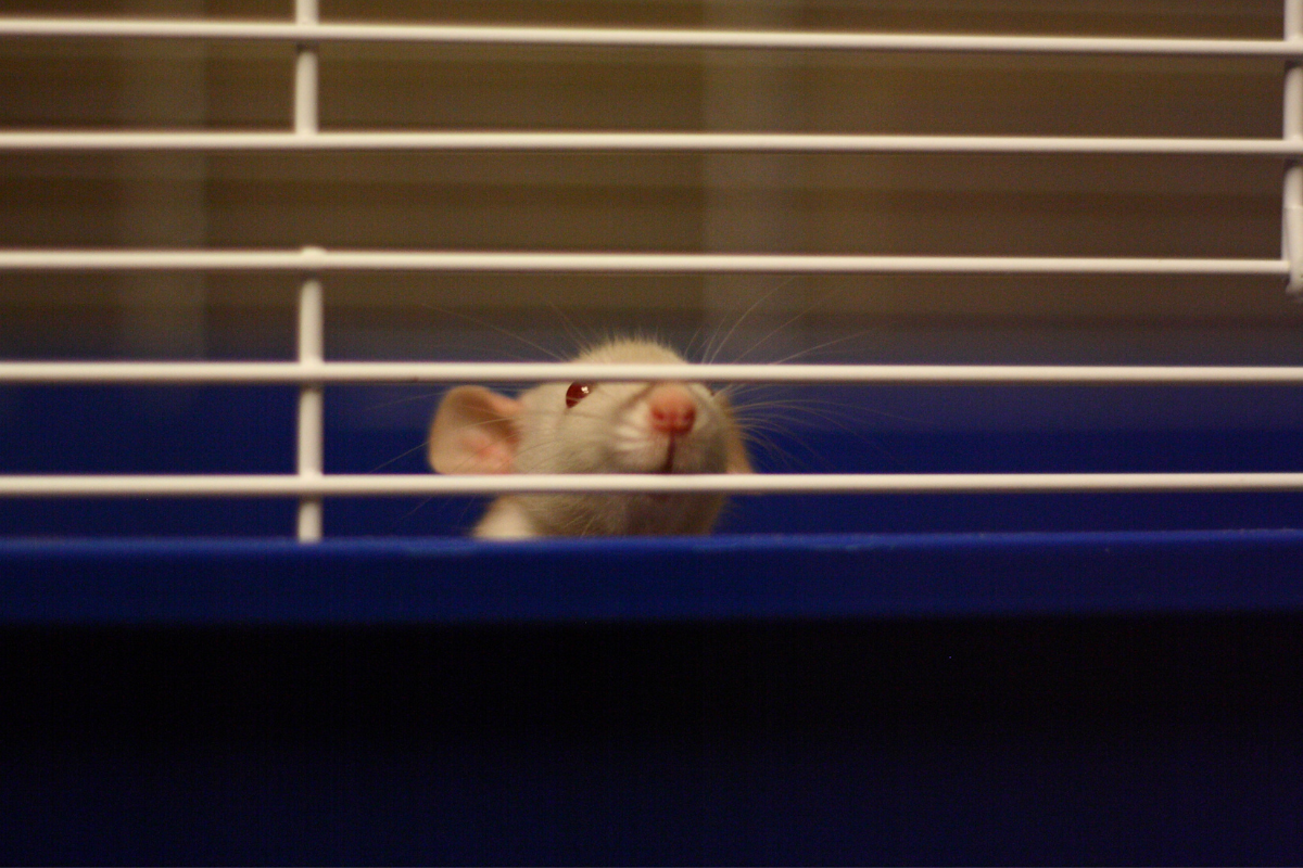 Can Rats and Mice Live Together? Meows & Friends