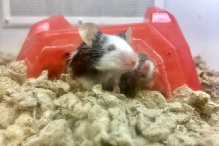 Can Rats and Mice Live Together?